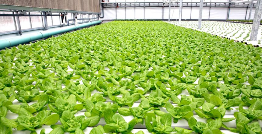 Bon Hydroponics raises € 400.000 in a week for greenhouses in Curaçao