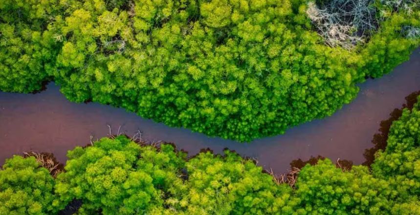 Ryan de Jongh Foundation zet zich met steun Deloitte in voor mangroven op Curaçao