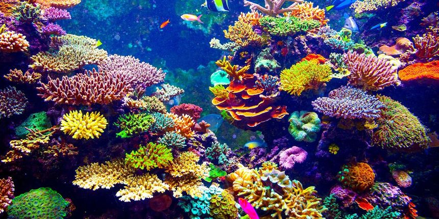 Saba en Statia schroeven bescherming koraalriffen op