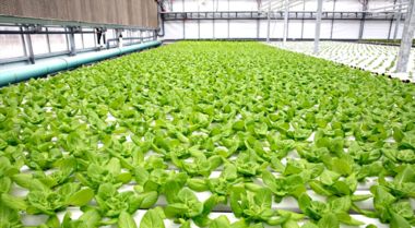 Bon Hydroponics raises € 400.000 in a week for greenhouses in ...
