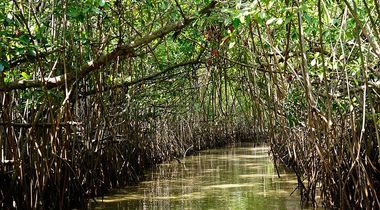 Bonaire's Mangrove Maniacs leading the way