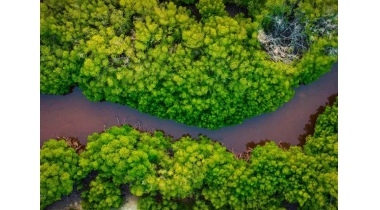 Ryan de Jongh Foundation zet zich met steun Deloitte in voor mangroven ...