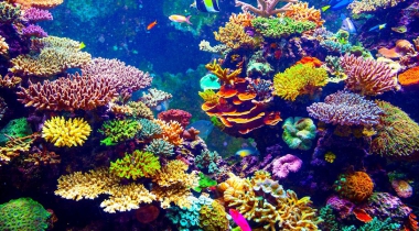 Saba en Statia schroeven bescherming koraalriffen op