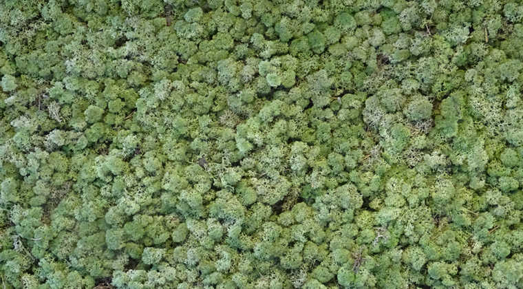 CO2-neutrale zoekopdracht op internet via Ecosia