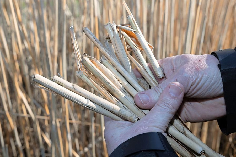 Areaal vezelgewassen in de lift