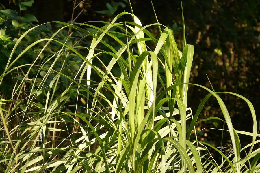 Gemeente kiest voor fietspad van biobased platen