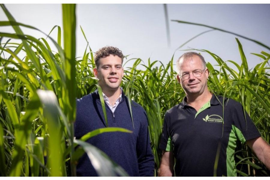 'Miscanthus is hét gewas voor de toekomst'