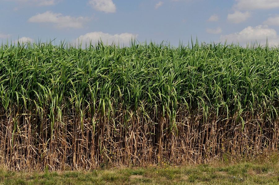 Onderzoek: verwachtingen van Carbon Credits