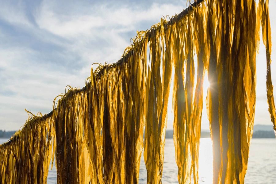 Seawood Materials wint Ruud van Berkel Award '24