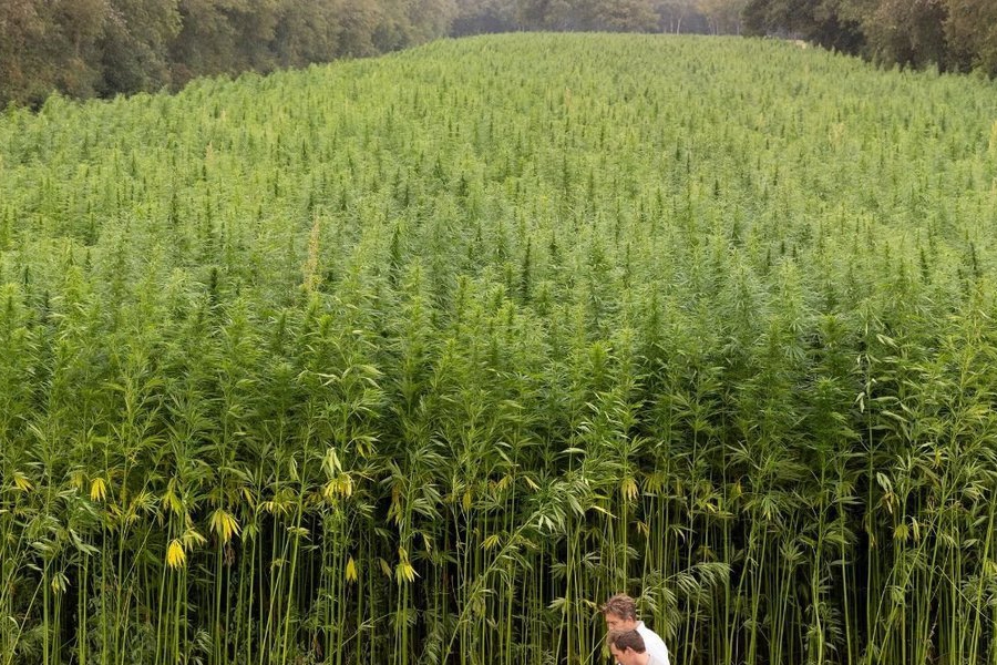'We verdrievoudigen de teelt van vezelhennep'