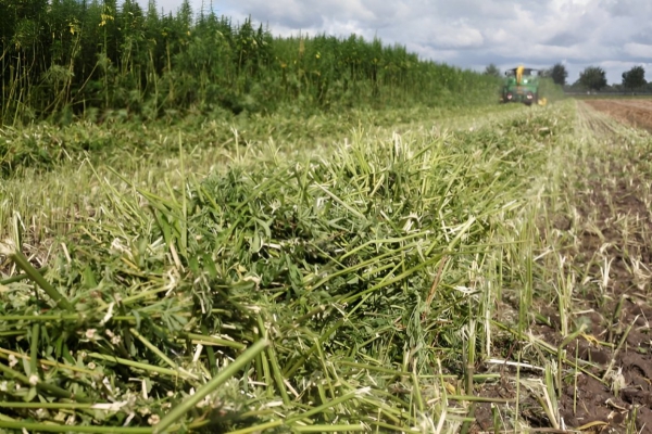 Forse verhoging vezelgewassen in ecoregeling 2024