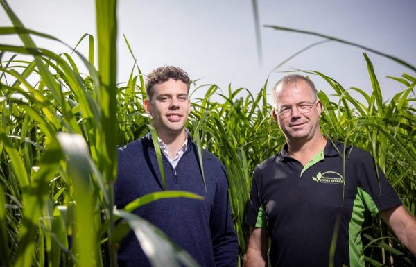 'Miscanthus is hét gewas voor de toekomst'
