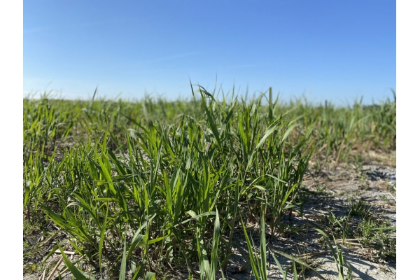 Presentatie Olifantsgras op 13 juni tijdens Provada