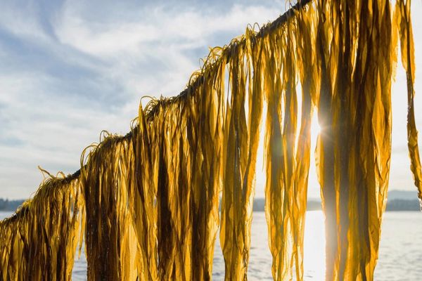 Seawood Materials wint Ruud van Berkel Award '24