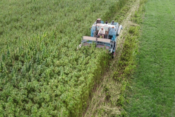 Vezelhennepteelt België breidt zich gestadig uit
