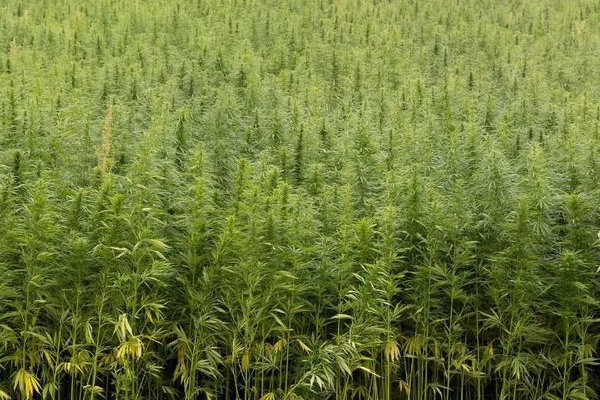 'We verdrievoudigen de teelt van vezelhennep'